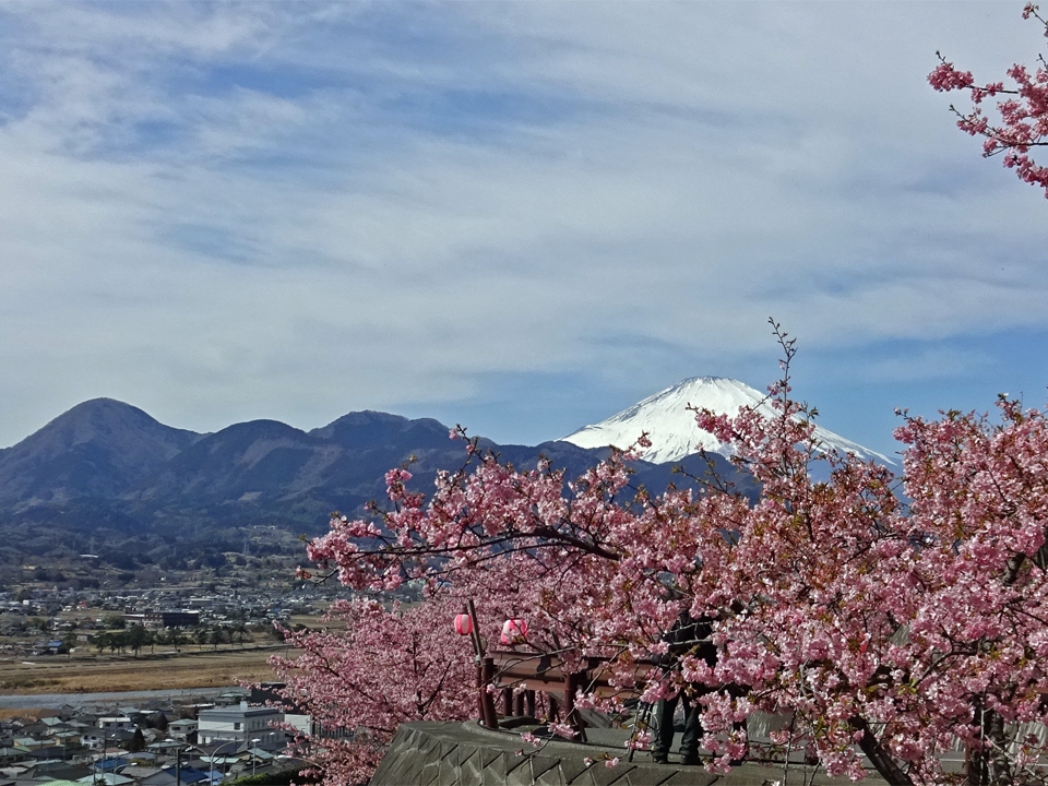 松田山の河津桜と富士山と箱根の山