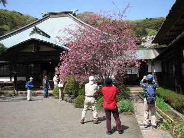 鎌倉カメラ山行－海蔵寺の春