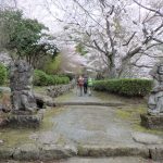 今日の終点、岩戸寺。ユニークな仁王様に続く参道では満開の桜が私たちを迎えてくれた。