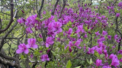 万二郞岳に近づくとキヨスミミツバツツジが咲いていた。