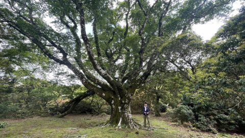 このルート最大のブナの巨木。樹齢300年くらいだという。