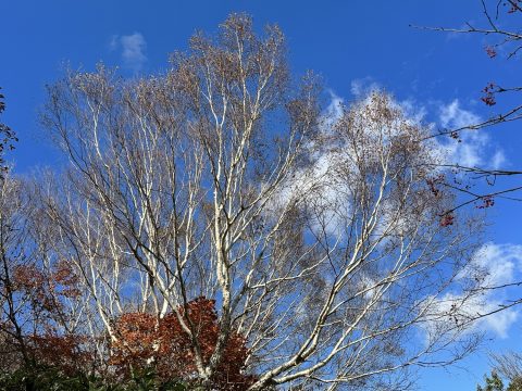 落葉したシラカバの真っ白い樹皮が青空に映える。