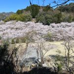 並石ダムの桜
