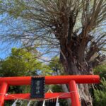 山行の出発は雷神社からです。境内の銀杏の木は樹齢400年です。