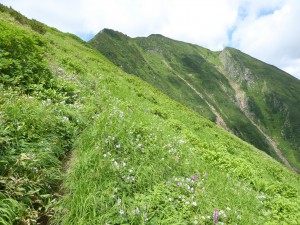 20お花畑とカムエク山頂方面          